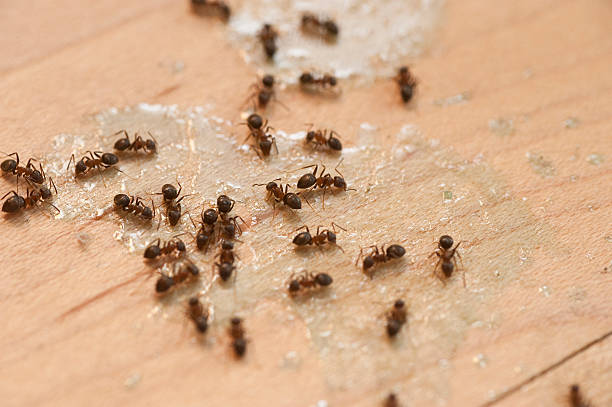 Best Pest Prevention Services  in Glens Falls North, NY