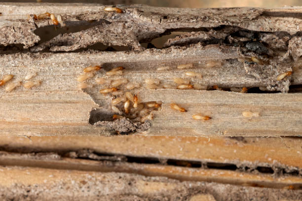 Glens Falls North, NY Pest Control Pros