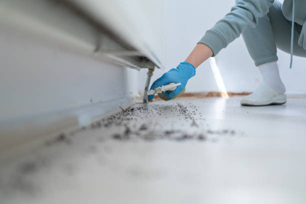 Best Wasp Removal Services  in Glens Falls North, NY